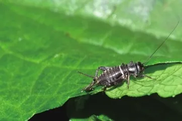 《诗经》里走出来的昆虫8