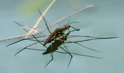 熟悉的水，陌生的“膜”0