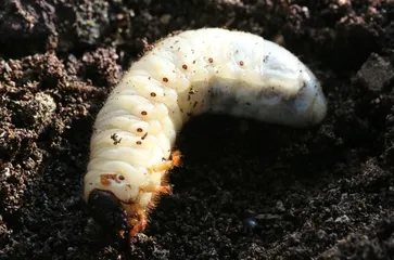 《诗经》里走出来的昆虫1