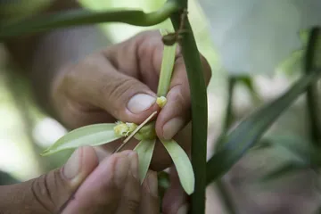 香荚兰 从美洲走出的世界香料之王6