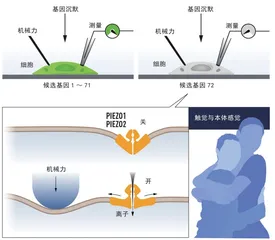 人是如何感知外部世界的3