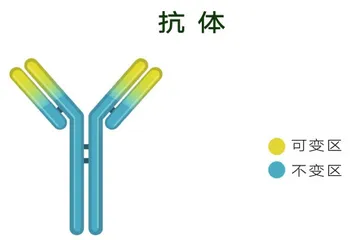 与药物研发“亲密接触”1