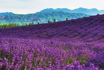 十处花海的别样“花情”（下）1