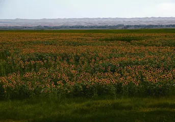 十处花海的别样“花情”（下）2