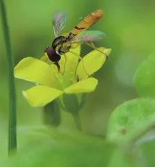 《诗经》里走出来的昆虫0