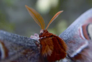 《诗经》里走出来的昆虫1