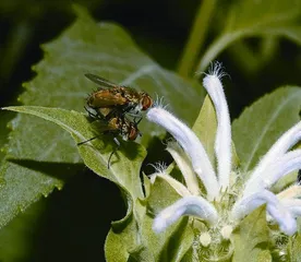 《诗经》里走出来的昆虫3