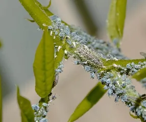 《诗经》里走出来的昆虫4