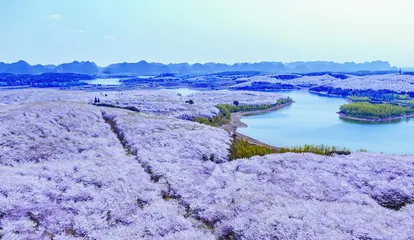 十处花海的别样“花情”（上）2