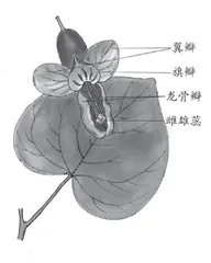 风吹紫荆树1