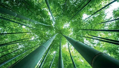 竹林中穿梭空中机器人集群0