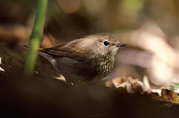 一年清华园观鸟记录3