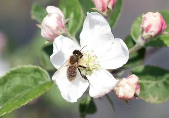 对昆虫不了解，问我3