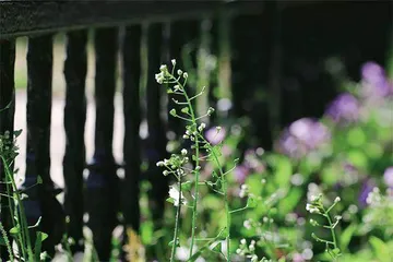  《诗经》植物在身边0