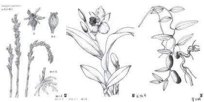  科学描绘草木毓秀2