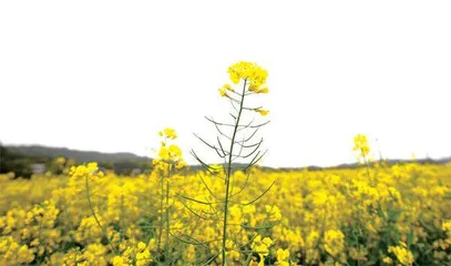 千岛垛田菜花黄0