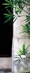 竹林的记忆1