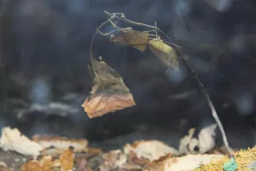 穿花蛱蝶深深见，点水蜻蜓款款飞5