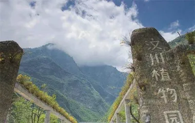 50吨碎瓷片，建汶川植物王国0