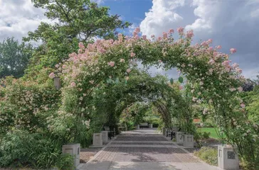 剪枝，让玫瑰花开更艳