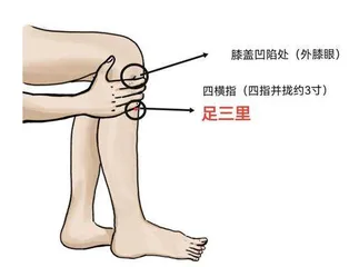 常揉足三里健脾益胃强身体