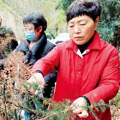 张雪杰：从妇科医生到“森林医生”1