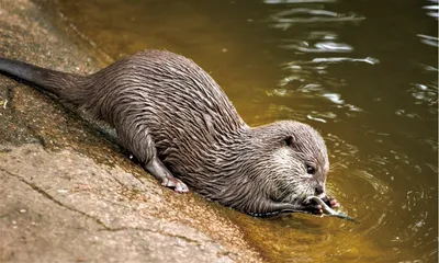 藏民与水獭