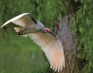 朱鹮与油菜花的春之交响11