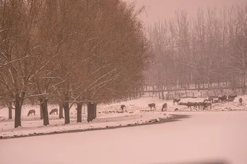 冬雪里的南海子麋鹿2