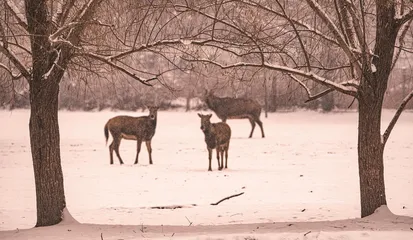 冬雪里的南海子麋鹿7