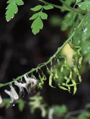 植物界的“蛇”影迷踪2