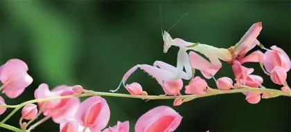 用“花瓣”滑翔的兰花螳螂