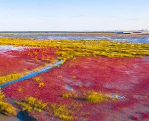 在黄河入海口 邂逅多彩湿地1