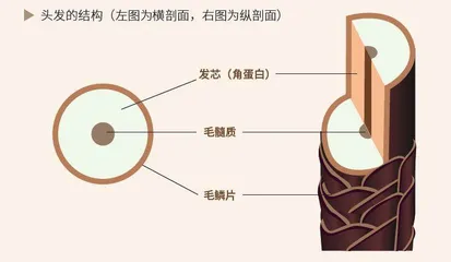 无所不知的头发