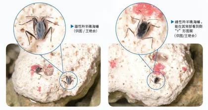 从侏罗纪游来的昆虫1