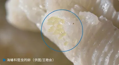 从侏罗纪游来的昆虫4