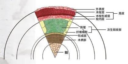 白桦在树林深处“眨眨眼”