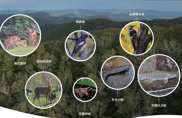 东北虎豹国家公园的生物多样性