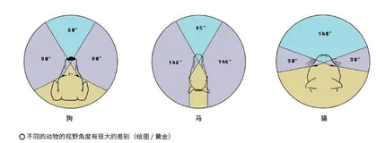 眼睛进化之路与千姿百态的世界3