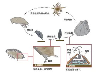 甩不掉的麻烦：藤壶2