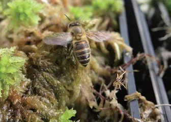 苔藓植物森林中的“调音师”1