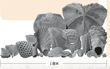 古生物学跨界合鸣1