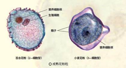 小花粉大能耐2