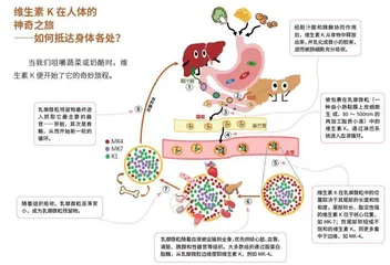 维生素K的小秘密3