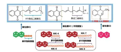 维生素K的小秘密4