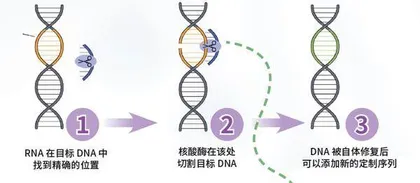 改写微生物密码的“分子剪刀”1