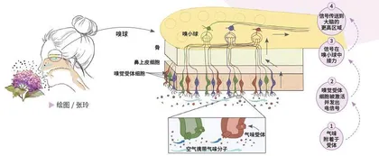 数字化嗅出“味”来世界