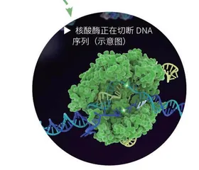 改写微生物密码的“分子剪刀”2