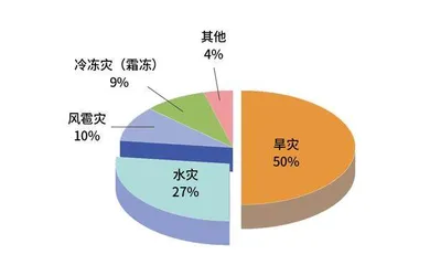 “靠天吃饭”有高招儿1