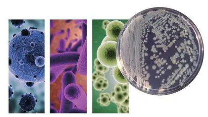 改写微生物密码的“分子剪刀”4